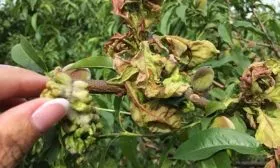 Борьба с болезнями и вредителями