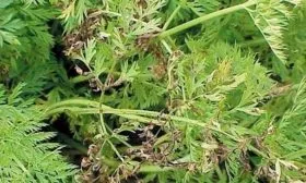 Борьба с болезнями и вредителями