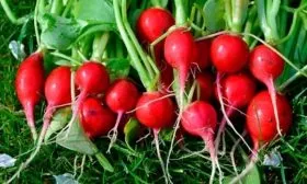 Урожайность