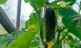 Огурец спринтер