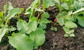 Выращивание редиса