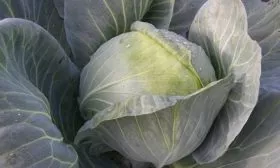 Созревание