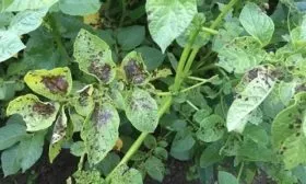 Фитофтороз