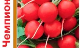 Форма, цвет и размеры корнеплода