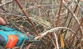 Формирование кроны