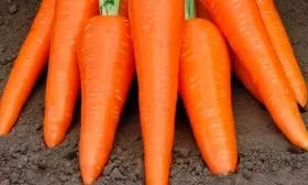 Характеристика и описание внешнего вида куста, плода, вкусовые качества