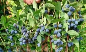 Характеристика плодов и кустарника