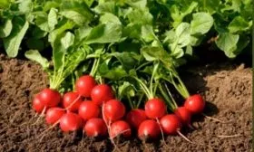 Характеристика внешнего вида растения и корнеплодов