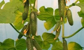 Характерные черты внешнего вида растения и плодов