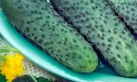 Характерные черты внешнего вида растения и плодов