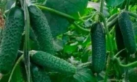 Характерные черты внешнего вида растения и плодов