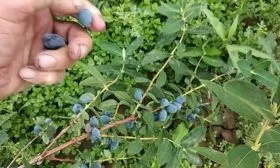 Сбор урожая