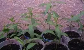 саженец персика