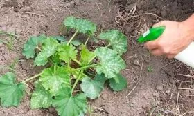 опрыскивание