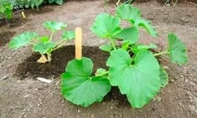 Высадка в грунт