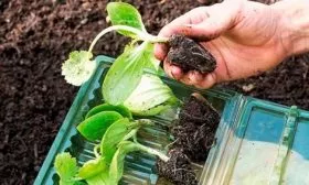 Особенности посадки