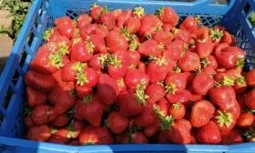 Сбор и зранение