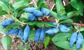 Сильгинка куст