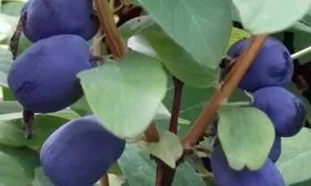 Скороплодность