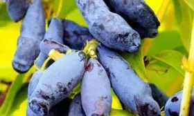 Описание внешнего вида, вкусовые качества