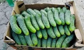 Сбор урожая