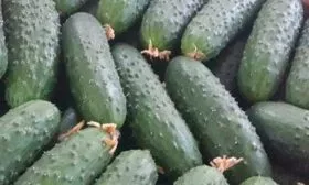 сбор урожая