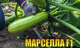 Марселла