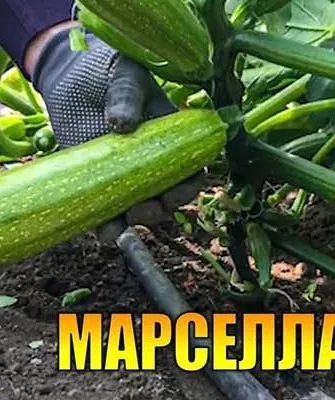 Марселла