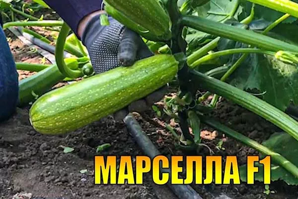 Марселла