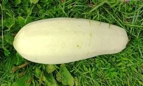 Описание плодов