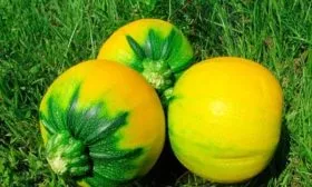 Сроки созревания