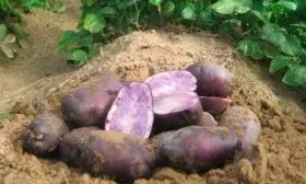 Сроки созревания