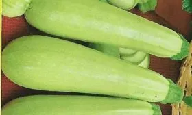 кабачок Ардендо 174 F1