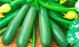 kabachok-skvorushka-semena