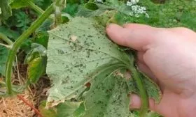 Как бороться с болезнями и вредителями