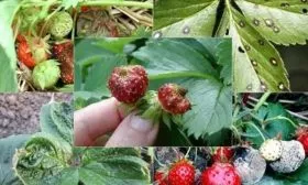 Как не допустить вредителей и заболеваний