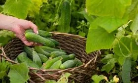 Как правильно собирать и хранить