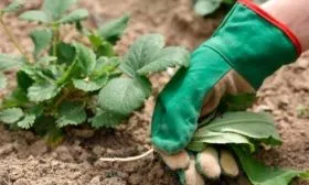 Как ухаживать