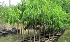 как выбрать саженцы