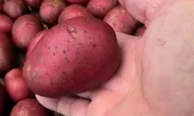 kartofel-baltik-rouz-