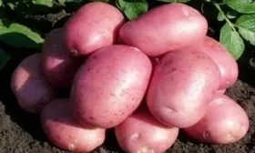 картофель Фламинго