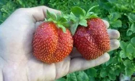 klubnika-gigantella-2