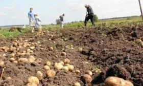 Когда собирать и как хранить