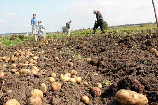 Когда собирать и как хранить