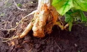 Корневая гниль
