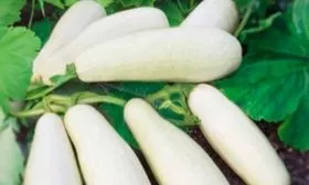 Кабачок kudesnik