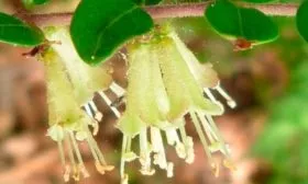 lonicera-pileata