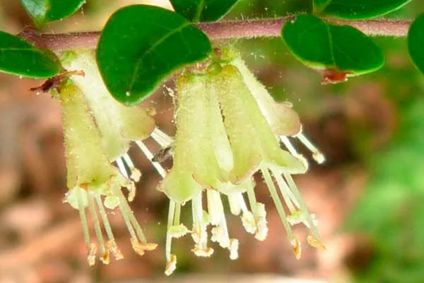 lonicera-pileata