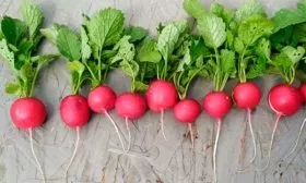 Редис сорт мелито