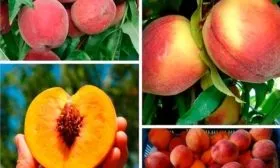 Плоды и характеристики